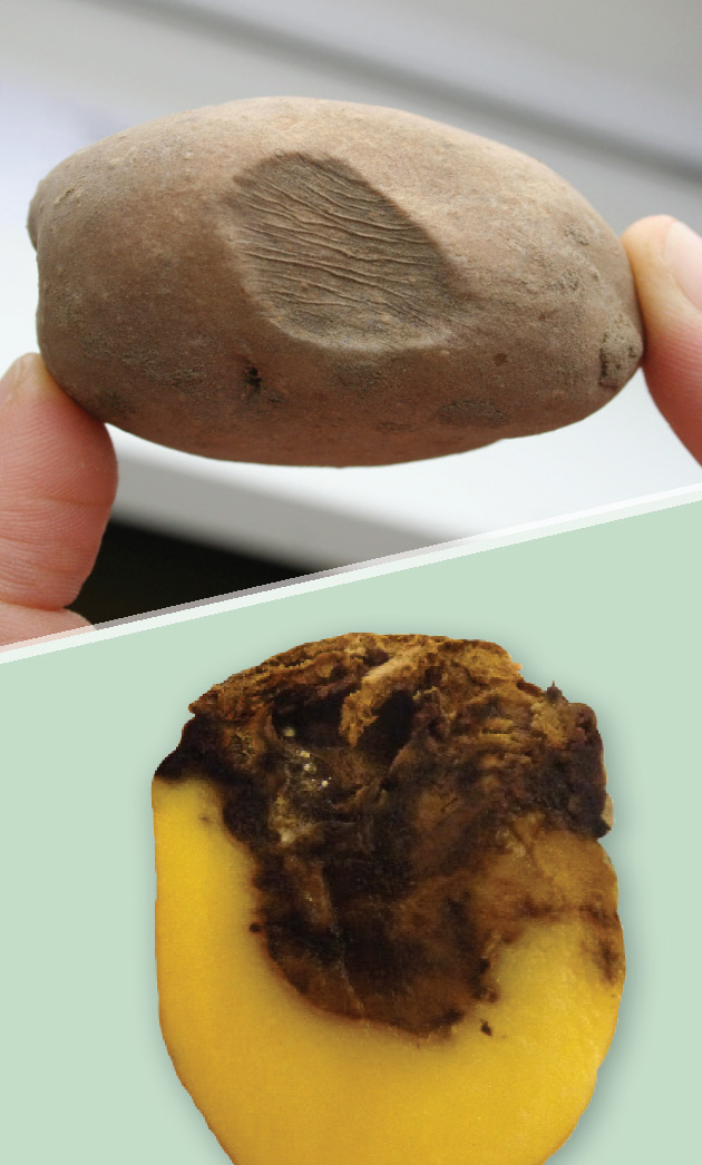 Dry rot