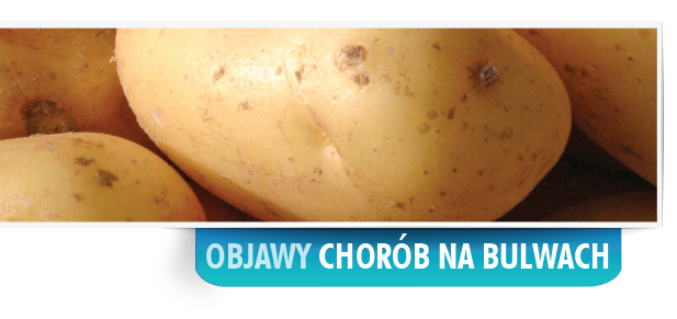 tuber